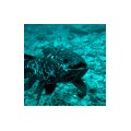 coelacanth