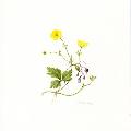 buttercup2388