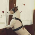 Doggy_Style