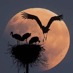 pewter_moon
