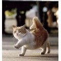 jazzy_cat