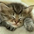 sweet_refuge