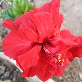 Flickamina21
