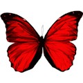 ButterflyKisses21