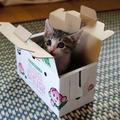 KittyBox