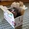KittyBox