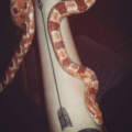 Zazzlea