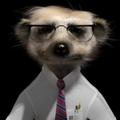 Northernbear