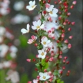 mrezaei006