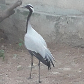 ShahzadAli2323