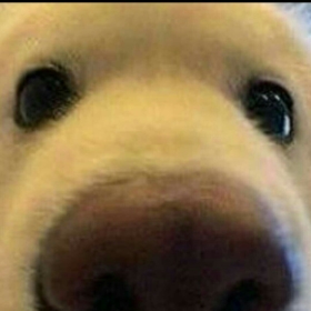 cuterascal