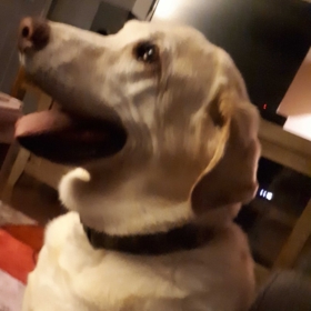 theGreatFluffBall