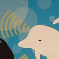 DolphinSonar