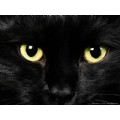 kitty89