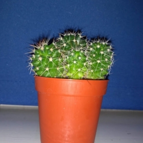 guy-with-a-cactus