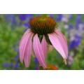 BlueberryFlower