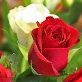 Goldenn-Rose