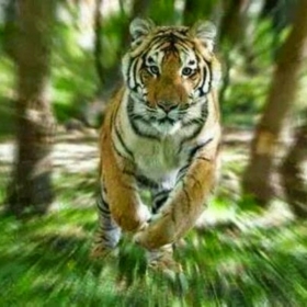 Bharat3380