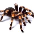 SpiderAboveYourBed
