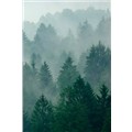 ever_evergreen