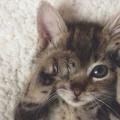 Kitty_Rose