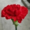 Myrin