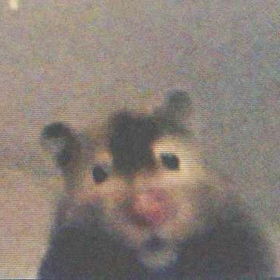 fibbie