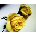 Lalee001