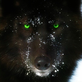 shadow_wolf99