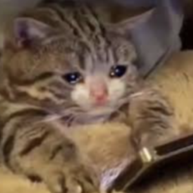 lilkitten44