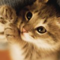 miss_cute