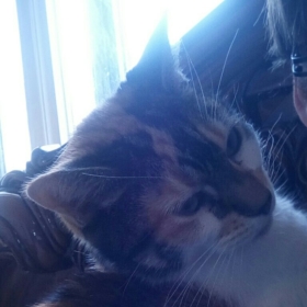 theCatsSofa