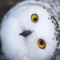 LittleWhiteOwl