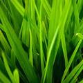 GirlGreenGrass