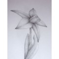 SketchWonders