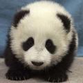 PandaGraciosa