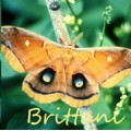greatbrittani