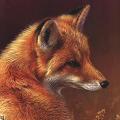 ElectraFox