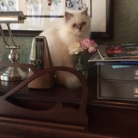 pianoandcatgirl