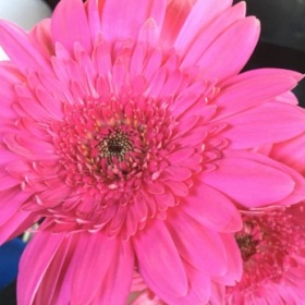 _HoneyBunch_