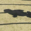 justwanttoknowarg