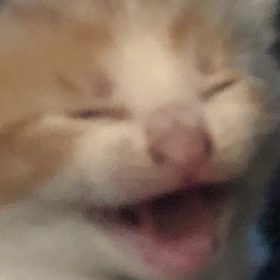PonchoCat