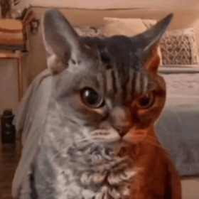 Chocolatetwopointthr