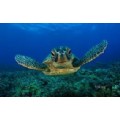 turtlesoup48