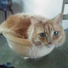 AllyCat420