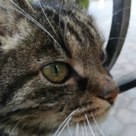 Cissyh