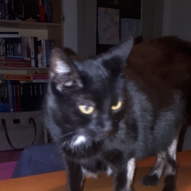 Dolanymo