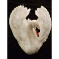 SwtSwan