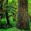 AmongTheFirs
