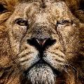 LionofZion